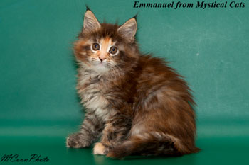 мейн кун котенок Emmanuel 1,5 месяца