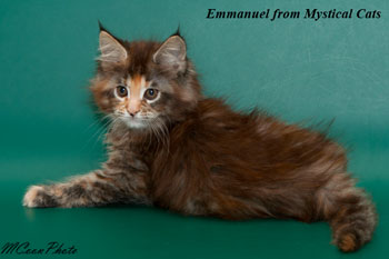 мейн кун котенок Emmanuel 2 месяца