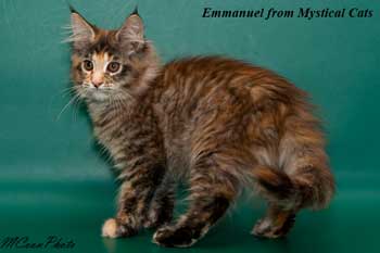 мейн кун котенок Emmanuel 3 месяца