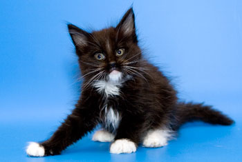 мейн кун котенок Maelstrom 1,5 месяца