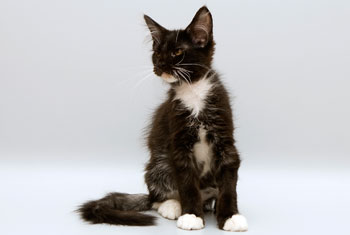 мейн кун котенок Maelstrom 3,5 месяца