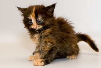 мейн кун котенок Tiffany 1,5 месяца