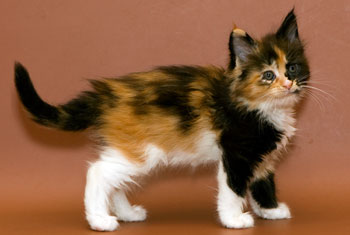 мейн кун котенок Jasmine 1,5 месяца