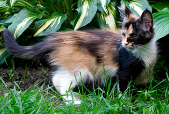 мейн кун котенок Jasmine 2,5 месяца