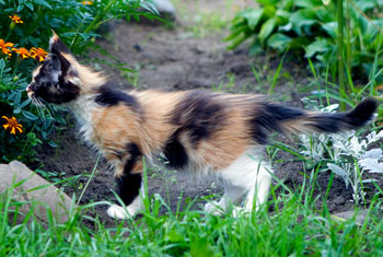 мейн кун котенок Jasmine 2,5 месяца