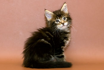 мейн кун котенок Jeweller 1,5 месяца