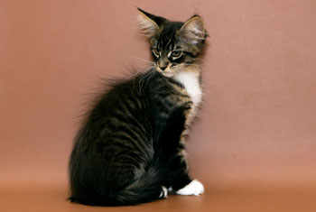 мейн кун котенок Keyman 2,5 месяца