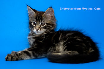 мейн кун котенок Encrypter 2,5 месяца