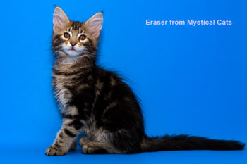 мейн кун котенок Eraser 2,5 месяца