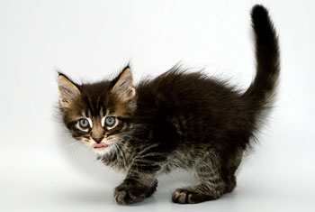 мейн кун котенок Etalon 1,5 месяца