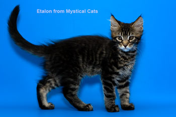 мейн кун котенок Etalon 2,5 месяца