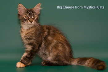 мейн кун котенок Big Cheese 3,5 месяца