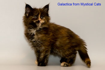 мейн кун котенок Galactica 1,5 месяца