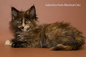 мейн кун котенок Galactica 2 месяца
