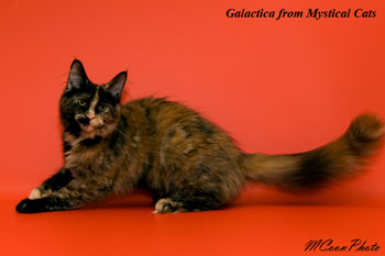 мейн кун котенок Galactica 5 месяцев