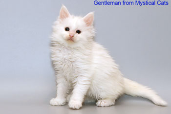 мейн кун котенок Gentleman 1,5 месяца
