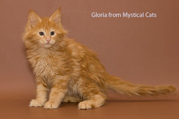 мейн кун котенок Gloria 2 месяца