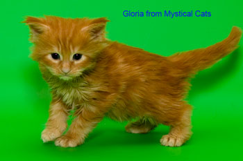 мейн кун котенок Gloria 3 недели