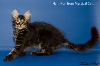 мейн кун котенок Hamilton 4 месяца