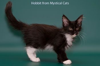 мейн кун котенок Hobbit 3 месяца
