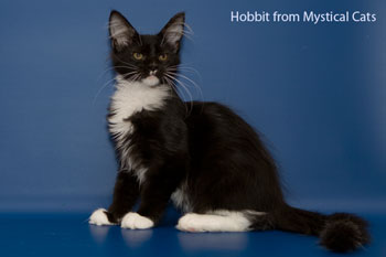 мейн кун котенок Hobbit 4 месяца