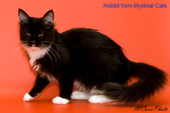 мейн кун котенок Hobbit 5 месяцев