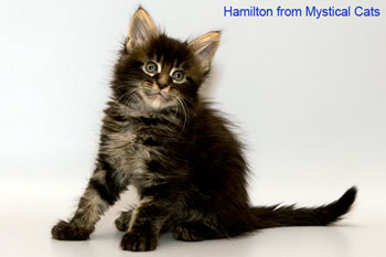 мейн кун котенок Hamilton 1,5 месяца