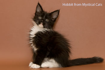 мейн кун котенок Hobbit 2 месяца
