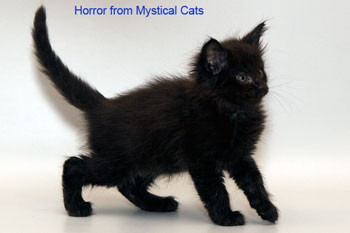 мейн кун котенок Horror 1,5 месяца