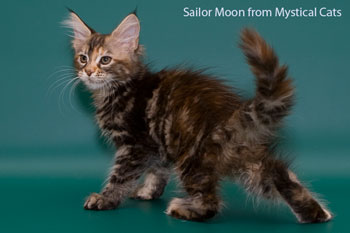 мейн кун котенок Sailor Moon 2,5 месяца