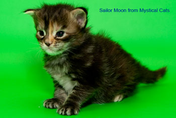 мейн кун котенок Sailor Moon 2 недели