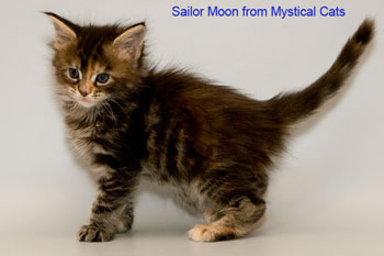 мейн кун котенок Sailor Moon 5 недель