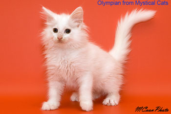 мейн кун котенок Olympian 2 месяца