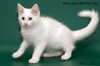 мейн кун котенок Omen 3 месяца