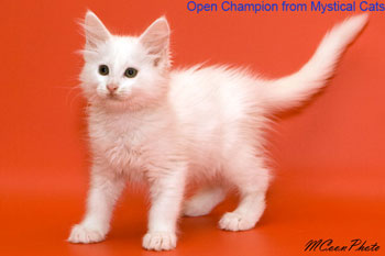 мейн кун котенок Open Champion 2 месяца