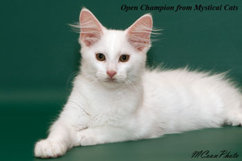 мейн кун котенок Open Champion 3 месяца
