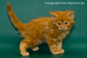 мейн кун котенок Orange Man 1 месяц