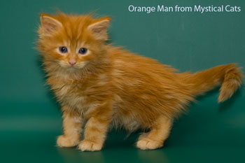 мейн кун котенок Orange Man 1 месяц