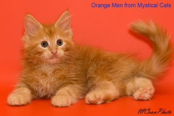мейн кун котенок Orange Man 2 месяца