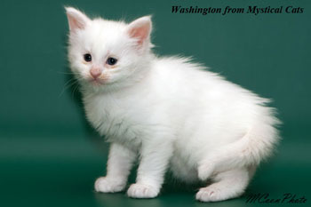 мейн кун котенок Washington 1 месяц