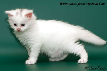 мейн кун котенок White Snow 1 месяц