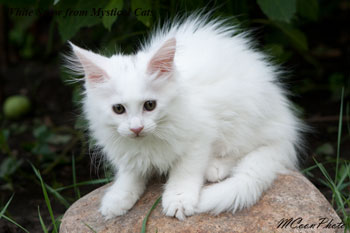 мейн кун котенок White Snow 2 месяца