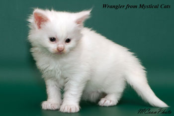 мейн кун котенок Wrangler 1 месяц