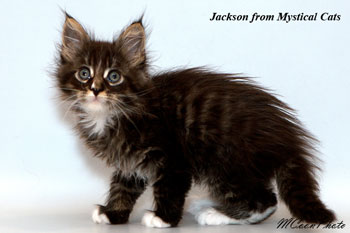 мейн кун котенок Jackson 2 недели