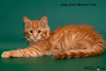 мейн кун котенок Jazzy 2,5  месяца