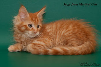 мейн кун котенок Jazzy 2 месяца
