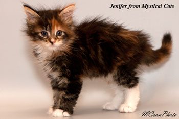 мейн кун котенок Jenifer1,5 месяца