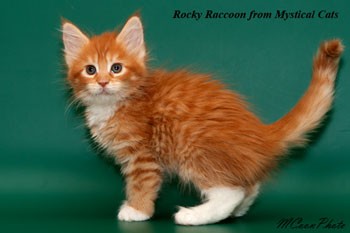    Rocky Raccoon 1,5 