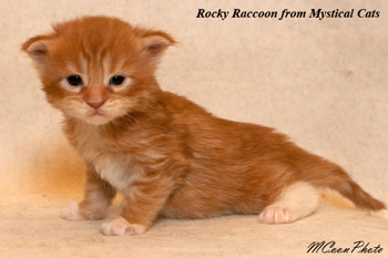   Rocky Raccoon 2 