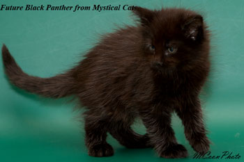 мейн кун котенок Panther 1,5 месяца